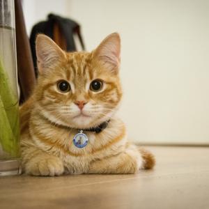 Přizpůsobené značky pro psy a kočky Značky z nerezové oceli Inteligentní identifikační číslo zvířete QR kód Naskenované umístění GPS