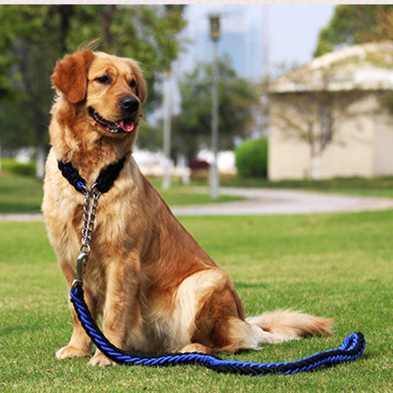 jak se starat o psa?co dělá pes jíst těhotná