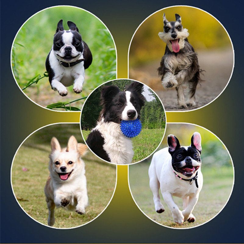 jak snížit ničivou sílu psů