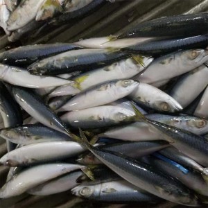 Zmrazené makrely celé kolo