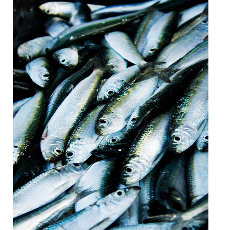 Zmrazená sardinka