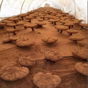 Přírodní linzhi vysoce extrated ganoderma lucidum spore zdravotní péče doplněk