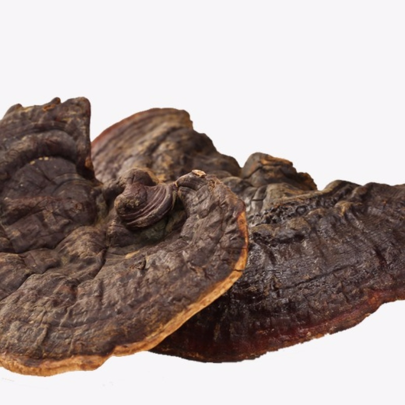 Ganoderma lucidum