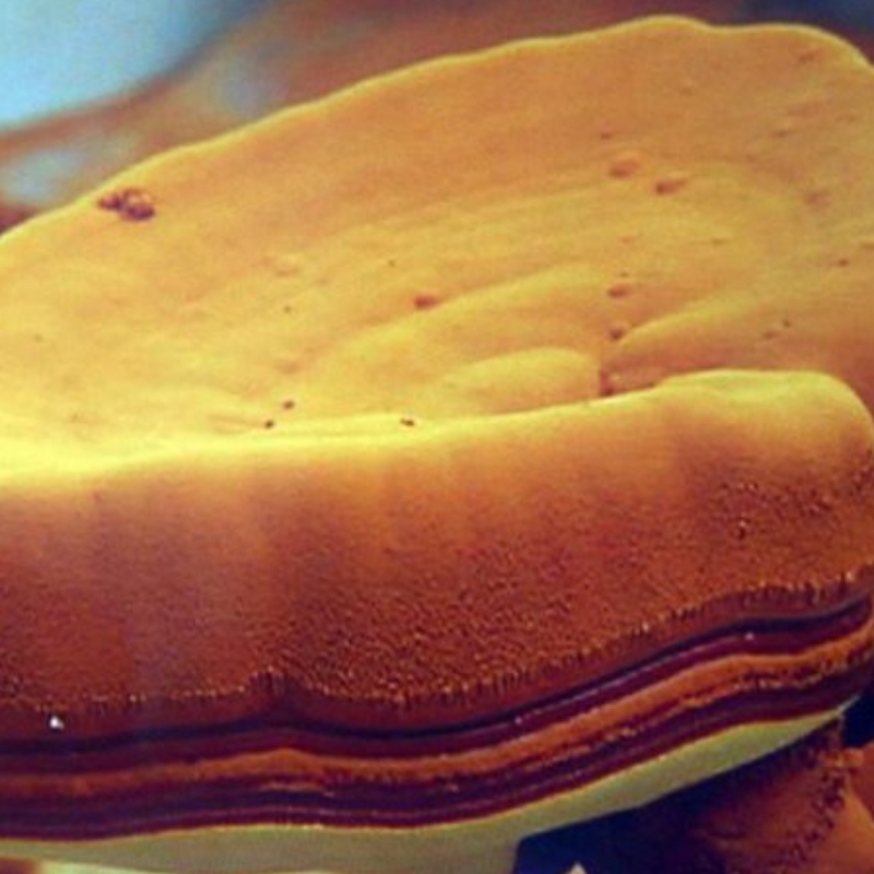 Ganoderma spory