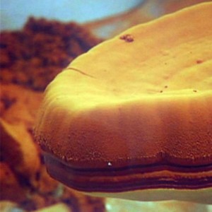 Ganoderma spory