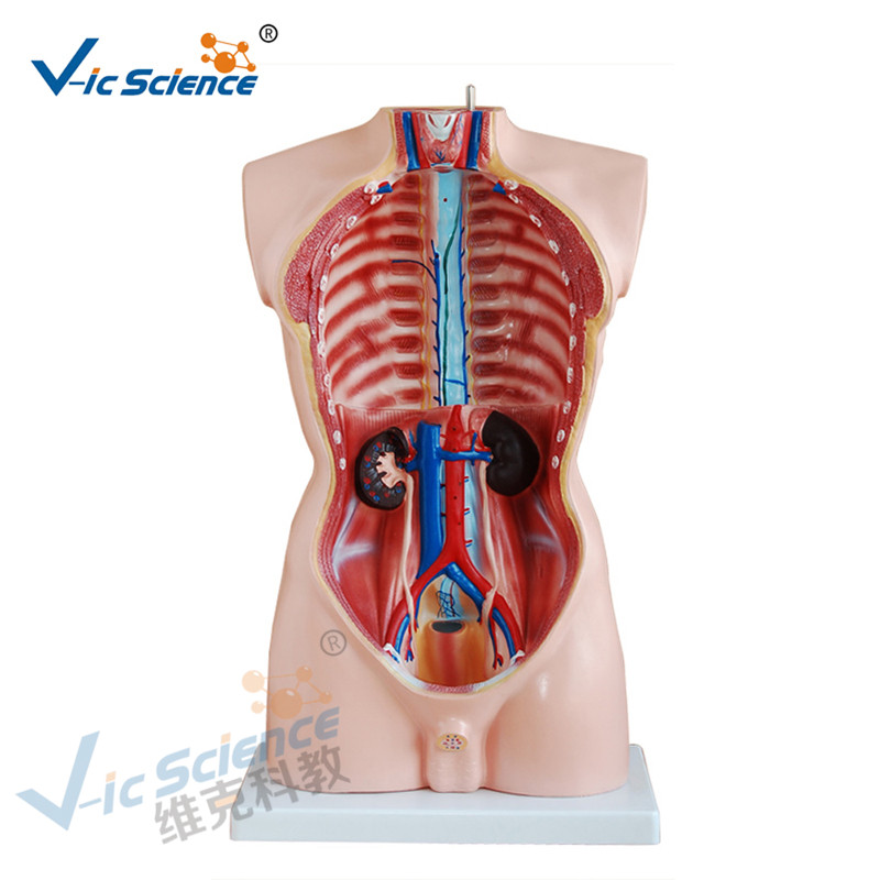 Anatomie lidského těla, model anatomie těla 85CM, model 19 částí trupu