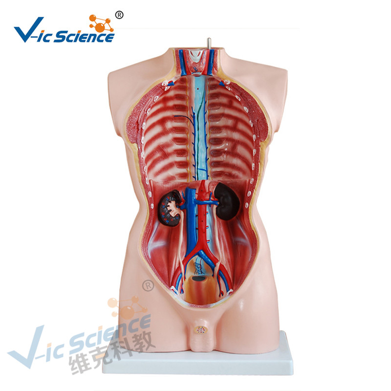 Anatomie lidského těla, model anatomie těla 85CM, model 19 částí trupu