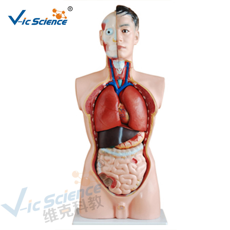 Anatomie lidského těla, model anatomie těla 85CM, model 19 částí trupu