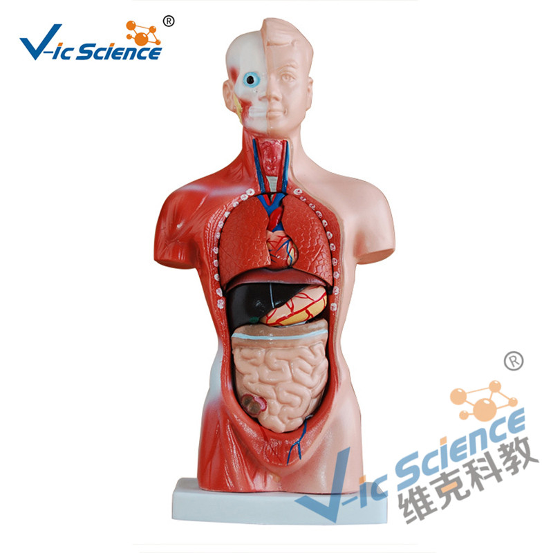 26CM Torso Model 15 částí Anatomie Body Model