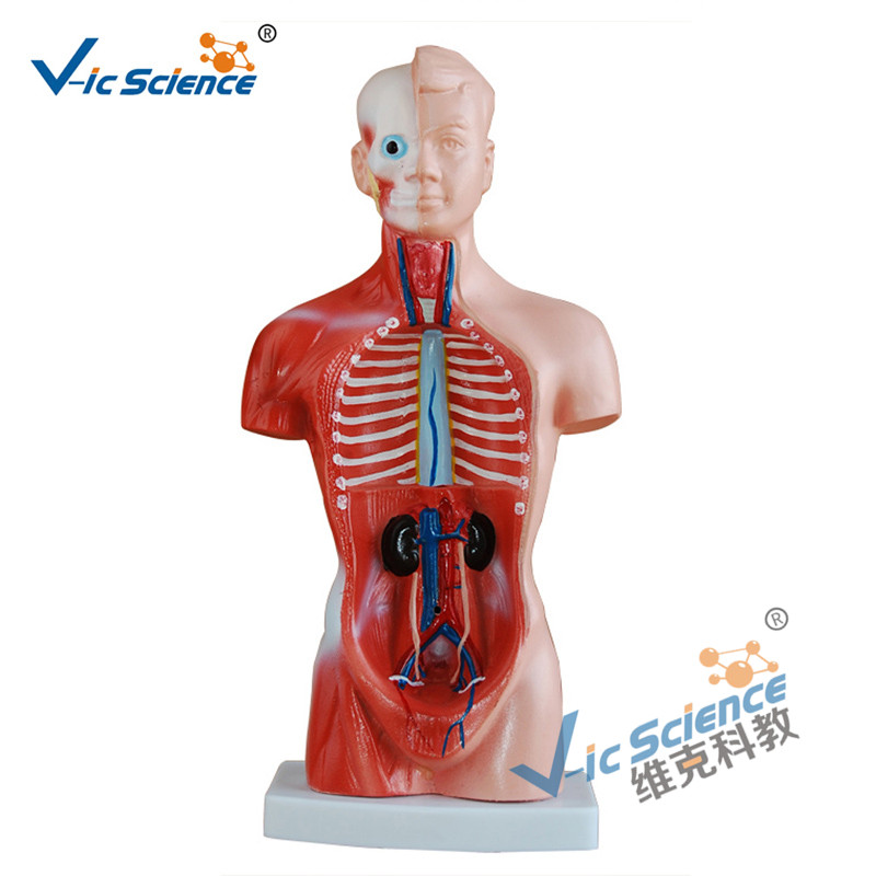 26CM Torso Model 15 částí Anatomie Body Model