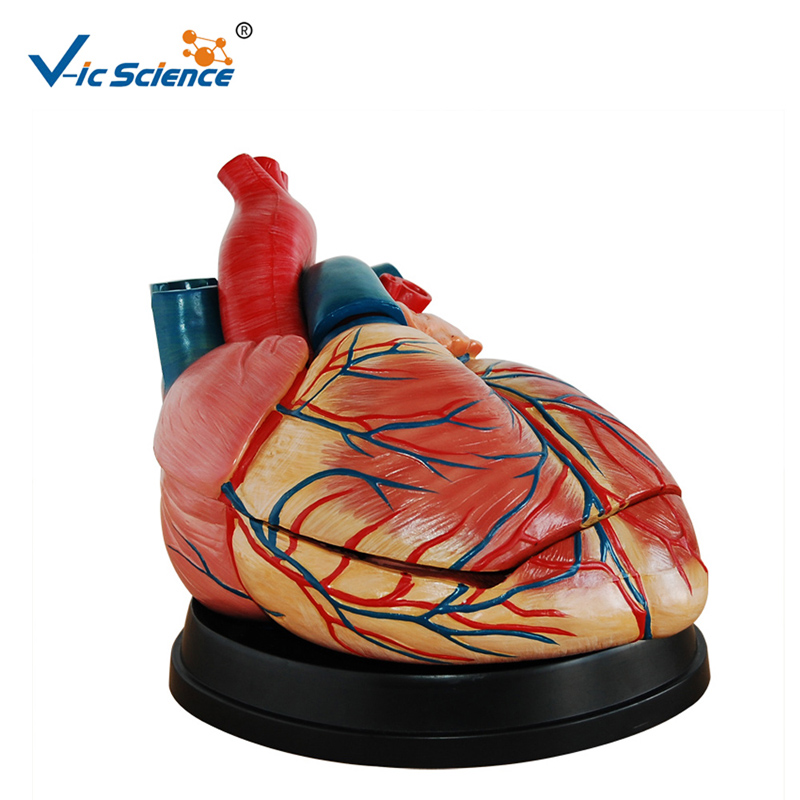 Umělohmotný model Nový model v anatomii modelu srdce v životní velikosti pro střední výuku