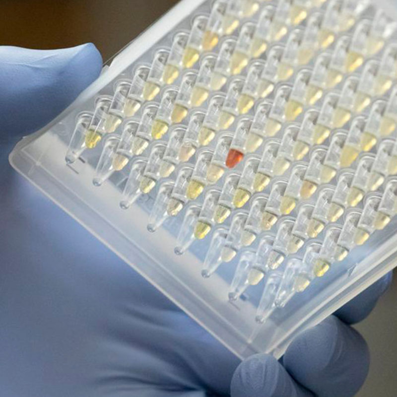 Výzkumníci při pohleduna šíření varianty Oregon Covid-19