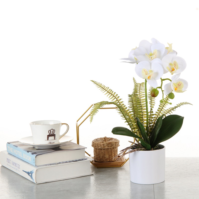 Továrna přímá zásoba orchidej v hrnci