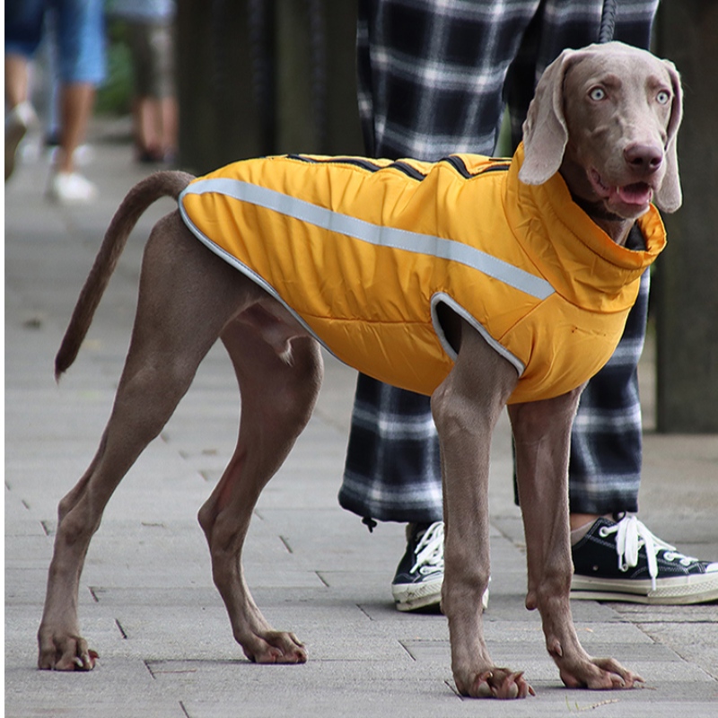 Nízký MOQ Cena cenově dostupné klasické verze Deště Deště Jacket Dog oblečení