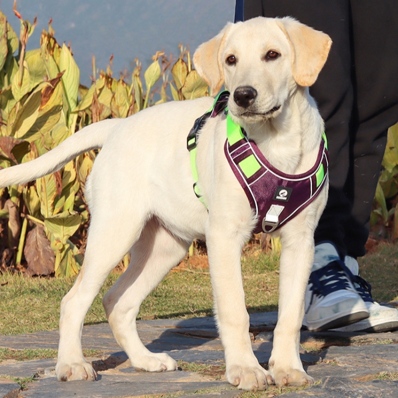 PET dodavatele pes postroje vesta výstřihnastavitelný žádný tahový pes postroj taktická vojenská služba vesta