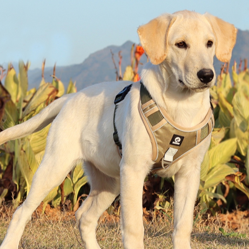 PET dodavatele pes postroje vesta výstřihnastavitelný žádný tahový pes postroj taktická vojenská služba vesta