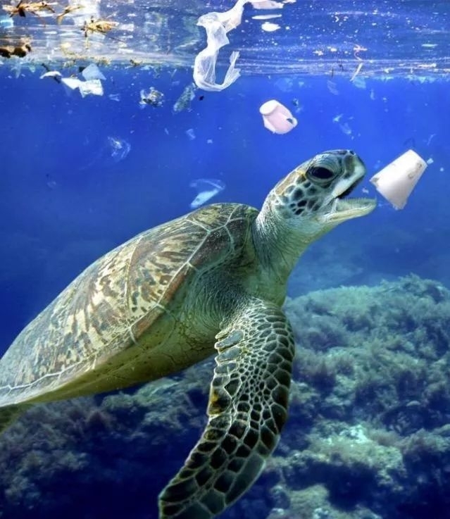 1619079873.jpg 31aabc5e6c9d576a7d29861c8130c85.jpg